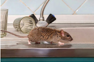 Homeowner's Guide to Pest Control 101